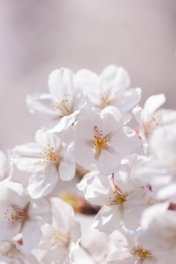 Bahçedeki güzel çiçeklerin yakın plan görüntüsü. kiraz çiçekleri     