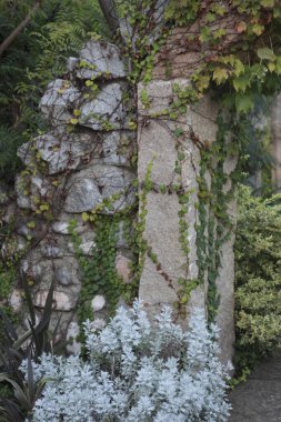 Sarmaşık bitkisiyle sarmalanmış antik bina kemeri