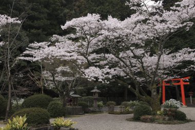 Japonya 'da Japon kiraz çiçeği.