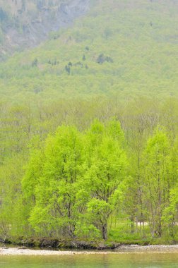 Ormanda yeşil bahar ağaçları 