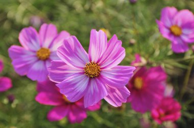Yazın yeşil çayırda güzel pembe kozmos çiçekleri