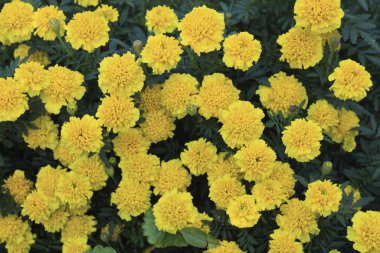 Parktaki yatakta sarı kasımpatılar.