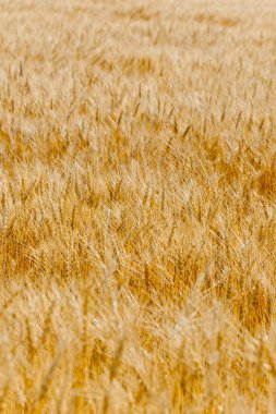 buğday arkaplanı alanı