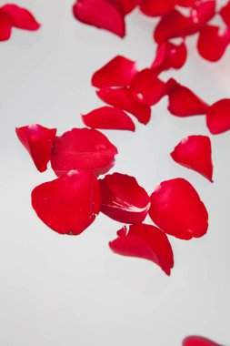 Küvette, kaplıcada ve sağlıkta güzel kırmızı gül yaprakları.     