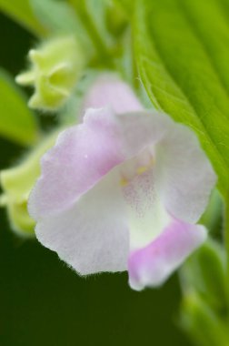 Güzel botanik fotoğrafı, doğal duvar kağıdı.