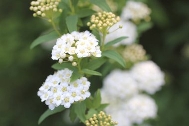 Çalılıklarda beyaz çiçekler, bahçelerde güzel dekoratif bitkiler. 