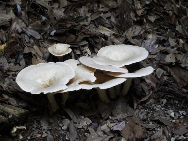 Sonbahar ormanlarında klitocybe mantarları, yakın çekim