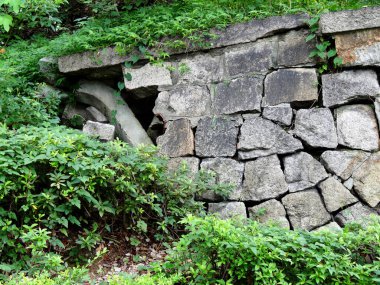 Yeşil bitki ve yapraklarla kaplı eski taş duvar.