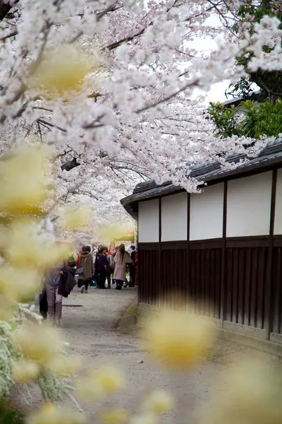 Flores Cereja Parque Japão — Fotografia de Stock