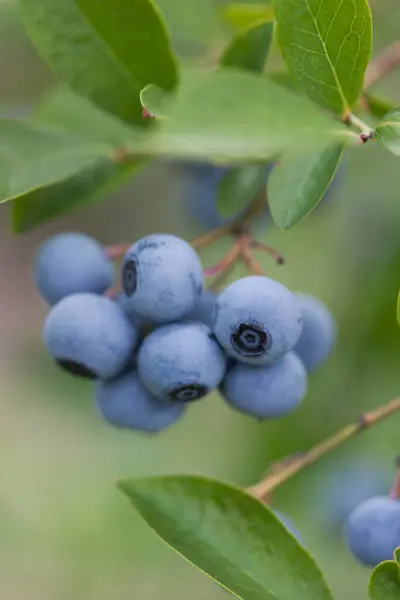 Fresh Ripe Blueberries Branches Garden — Stock Photo, Image