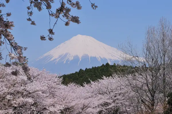 cherry fuji with spring flowers in the foreground