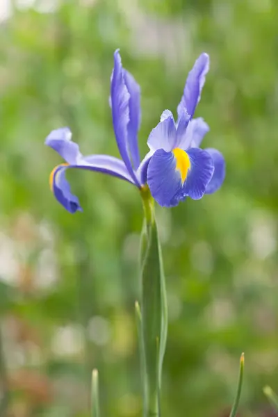 stock image amazing flowers, close up view