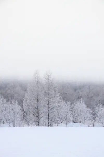 Зимний Пейзаж Красивым Снегом Покрытые Деревья — стоковое фото