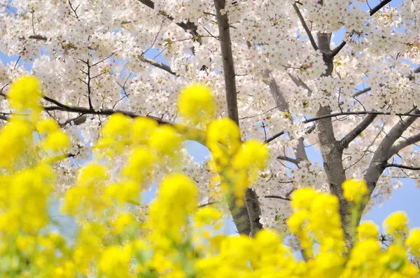 Natureza Vista Cênica Flores Bonitas Florescendo Parque Primavera — Fotografia de Stock