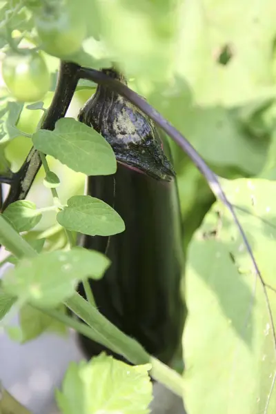 Close View Ripe Purple Eggplant Growing Garden — Stock Photo, Image