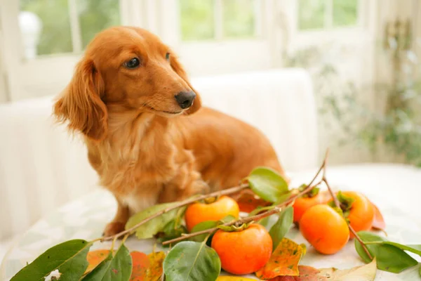 Closeup Cute Dog Sitting Table Persimmons — Stock Photo, Image