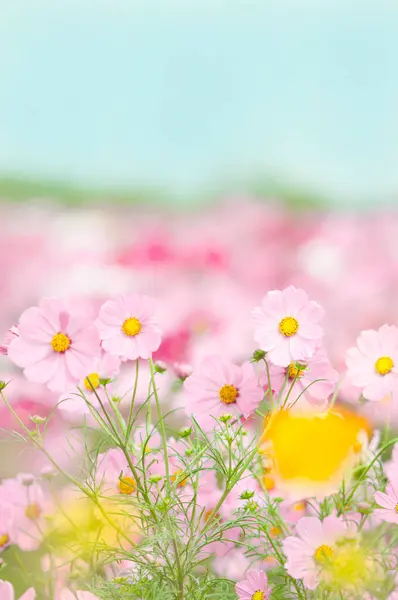 Field Beautiful Flowers Summertime Close — Stock Photo, Image
