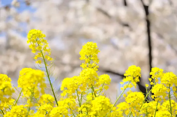 春に公園で咲く美しい花の自然景観 — ストック写真