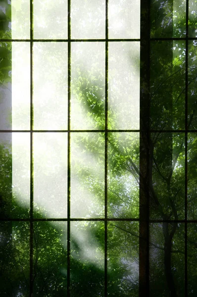 window and green forest texture background