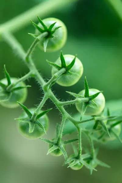 Widok Bliska Niedojrzałych Zielonych Pomidorów Rosnących Ogrodzie — Zdjęcie stockowe