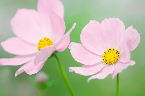 Pole Krásných Květin Létě Zblízka — Stock fotografie