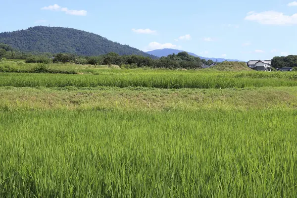 Rice Fields Mountain Landscape — Stock Photo, Image