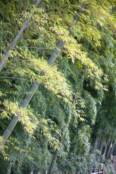 Alberi Bambù Nel Giardino — Foto Stock