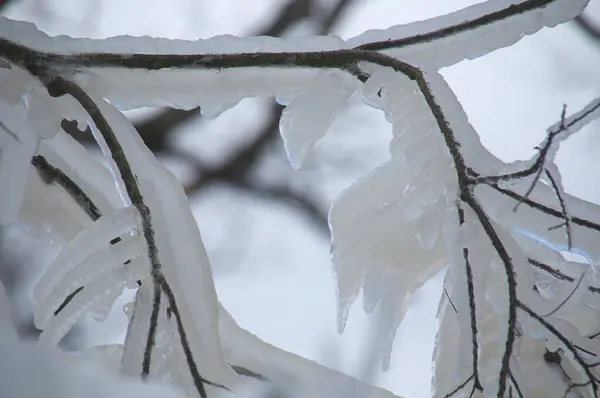 Icicles Branches Close — Stock Photo, Image