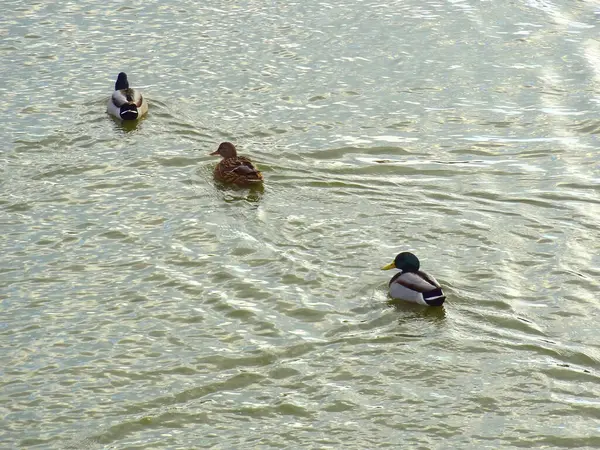 View Ducks Swimming Lake — Stock Photo, Image