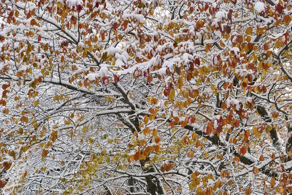 Gelbe Herbstblätter Von Bäumen Die Mit Schnee Bedeckt Sind — Stockfoto