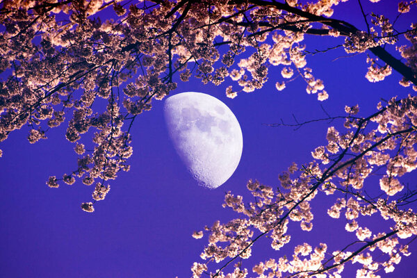 cherry blossom and moon background