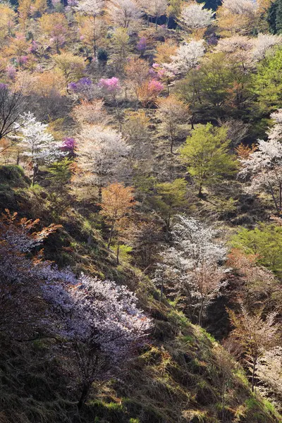 Beautiful Landscape Trees Autumn — Stock Photo, Image