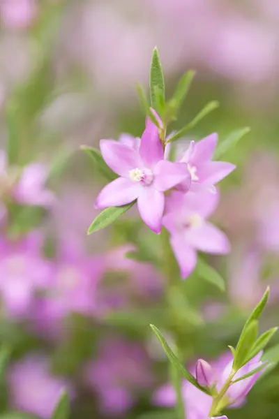 Mooie Paarse Bloemen Tuin — Stockfoto