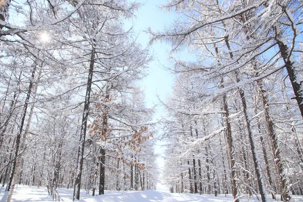 Kışın Karla Kaplı Ağaçlar Stok Resim