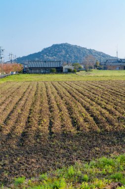 Bitki tarlası olan güzel bir manzara. 