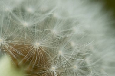 Yeşil arka planda karahindiba çiçeğinin makro fotoğrafı