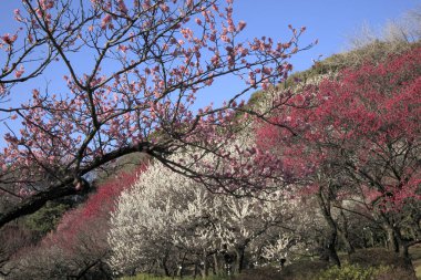 Parkta beyaz ve pembe çiçekli güzel ağaçlar          