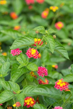 Bahçede güzel kırmızı ve sarı çiçekler 