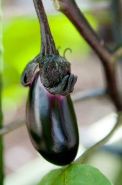 Dalda mor patlıcan var. Yaklaş.