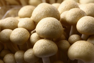 Beyaz arkaplanda shimoji mantarları