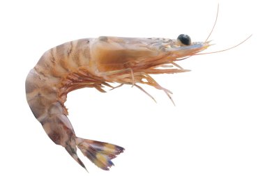 Beyaz bir arka plan üzerinde izole taze karides