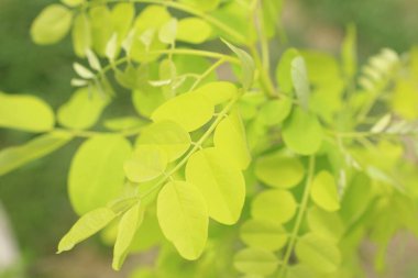 Ağaçtaki yeşil yapraklar