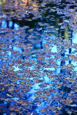 Su yüzeyinde düşen sonbahar yapraklarının güzel manzarası       