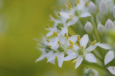 Bahçede beyaz çiçekler