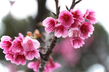 Güzel kiraz ağaçlarının çiçeklerine yakın.    