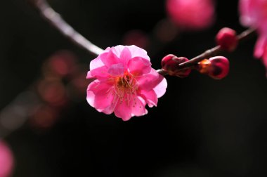 Japonya'nın güzel pembe Sakura çiçeği