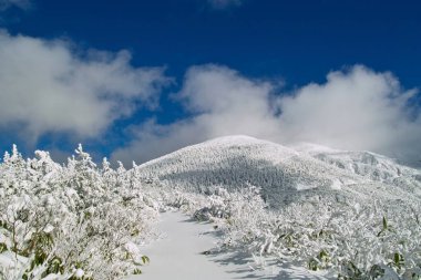 Karla kaplı ağaçlarla kaplı güzel kış manzarası