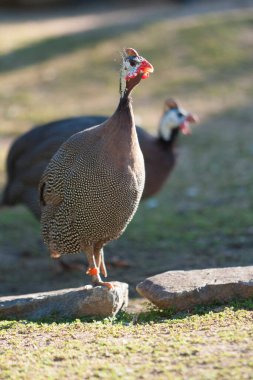 Gine baykuşu çimenlik alanda yürüyor
