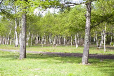 Ormanda yeşil ağaçlar