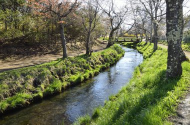 İlkbaharda parktaki güzel ağaçlar ve nehir manzarası